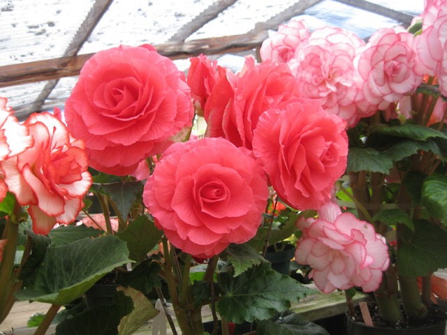 B. ‘Falstaff’